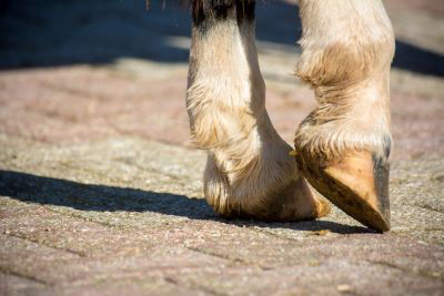 Bare foot horse